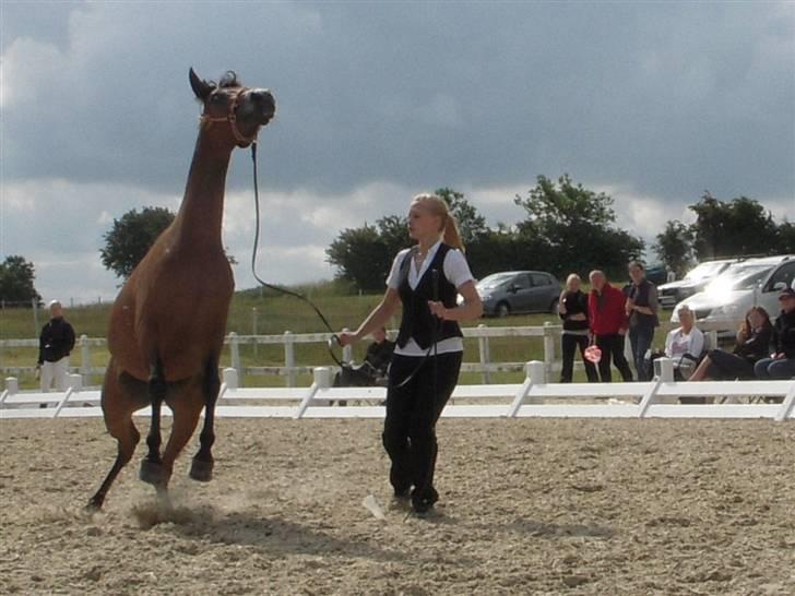 Arabisk fuldblod (OX) Heavens Athene  - show i middelfart 2009 billede 16