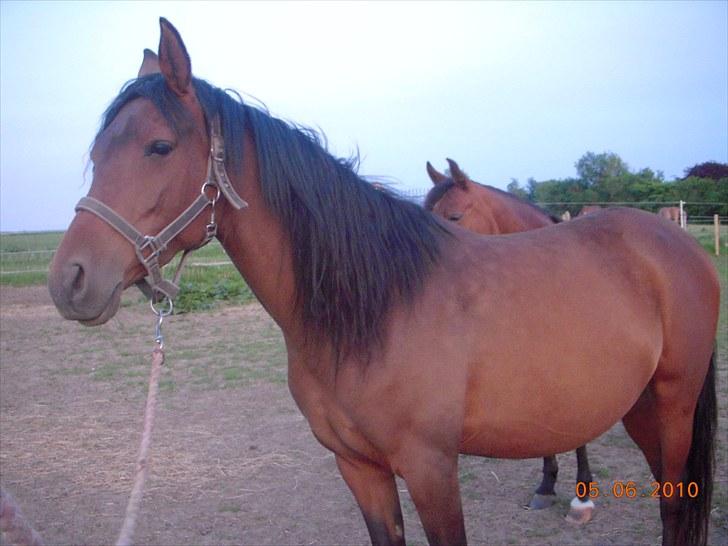 Arabisk fuldblod (OX) Heavens Athene  billede 17