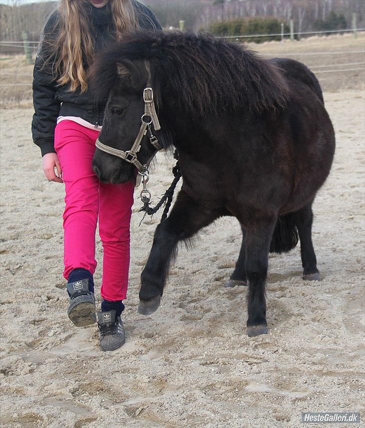 Shetlænder Nikoline <3 (Niko)  - Nokp- Nu som trickspony! <3 Jose og Niko en spansk skridt :b <3 FOTO: KNLPhoto billede 8