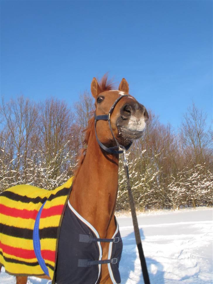 Anden særlig race Ferdinan - R.I.P. - #16 - 30/1-10. billede 16