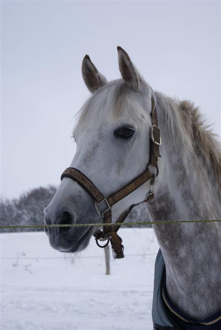 DSP Klintens Lobo, B-pony - taget af eva - tak :D  billede 18