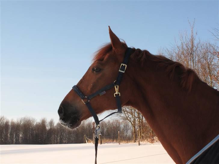 Anden særlig race Ferdinan - R.I.P. - #17 - 30/1-10. billede 17