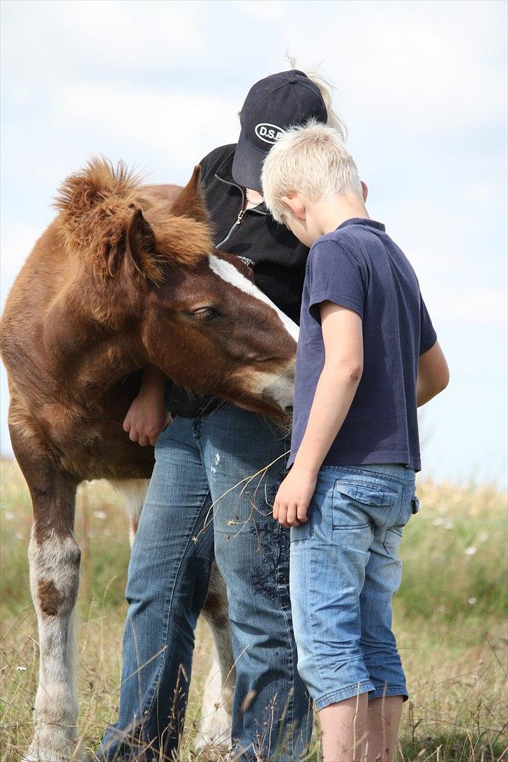 Schleswiger Enzo Toft - Familien Toft.o) billede 1