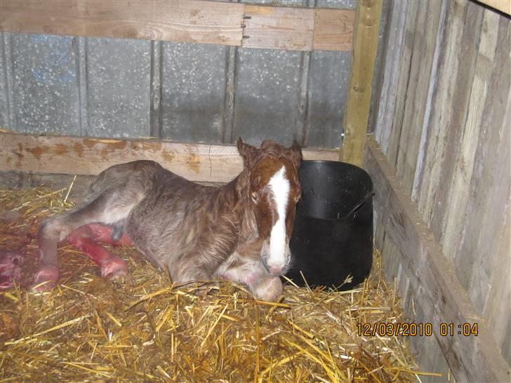 Schleswiger Enzo Toft - Er næsten lige kommet til verden billede 2