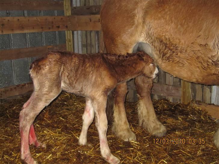 Schleswiger Enzo Toft - Uhmmm mælk er noget af det bedste billede 3