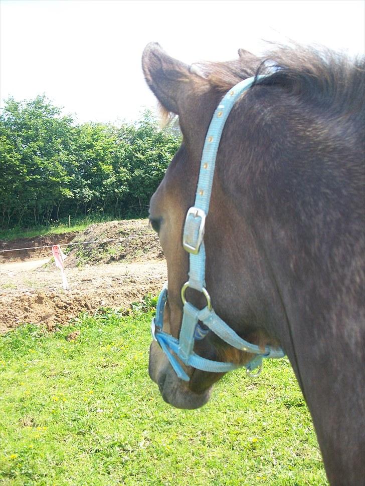 Dansk Varmblod Devino soglt billede 1