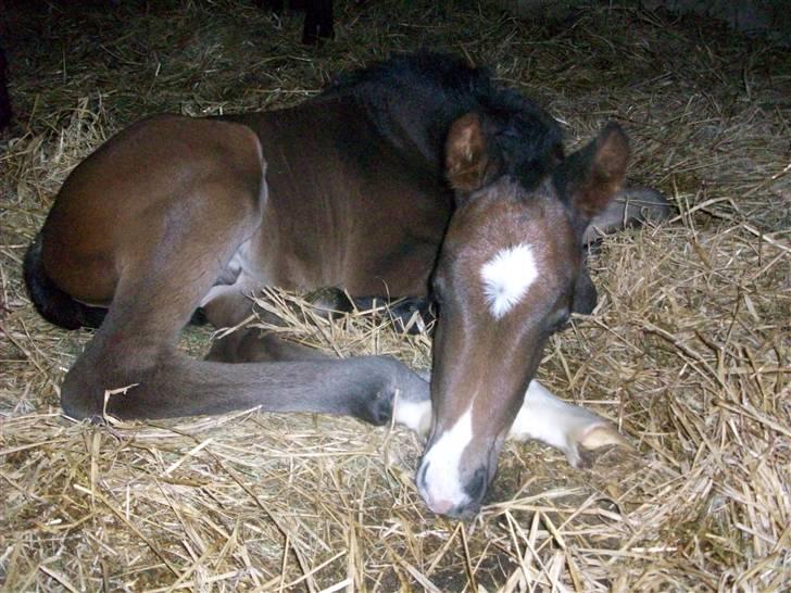 Dansk Varmblod Devino soglt billede 2