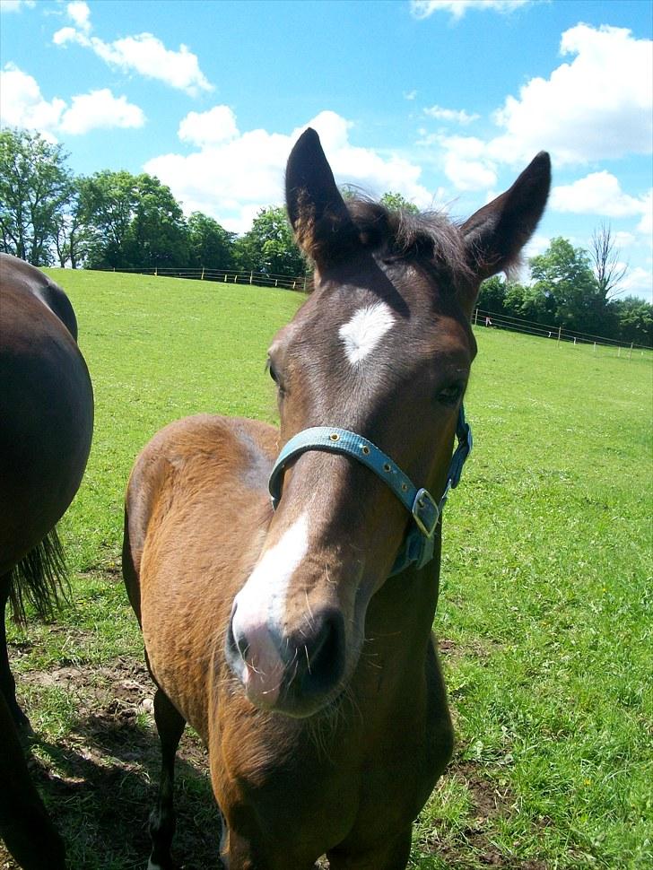 Dansk Varmblod Devino soglt billede 3
