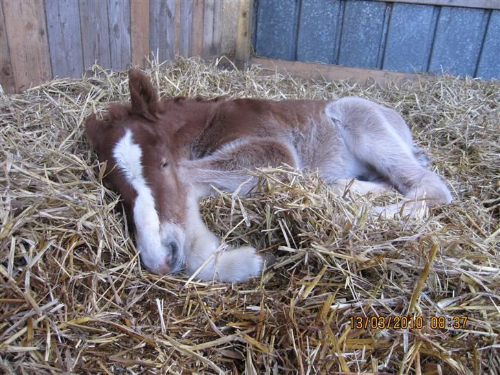 Schleswiger Enzo Toft - Ihh jeg er altså træt nu billede 4