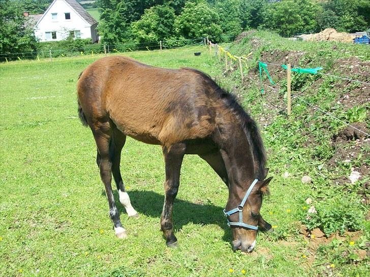 Dansk Varmblod Devino soglt billede 4