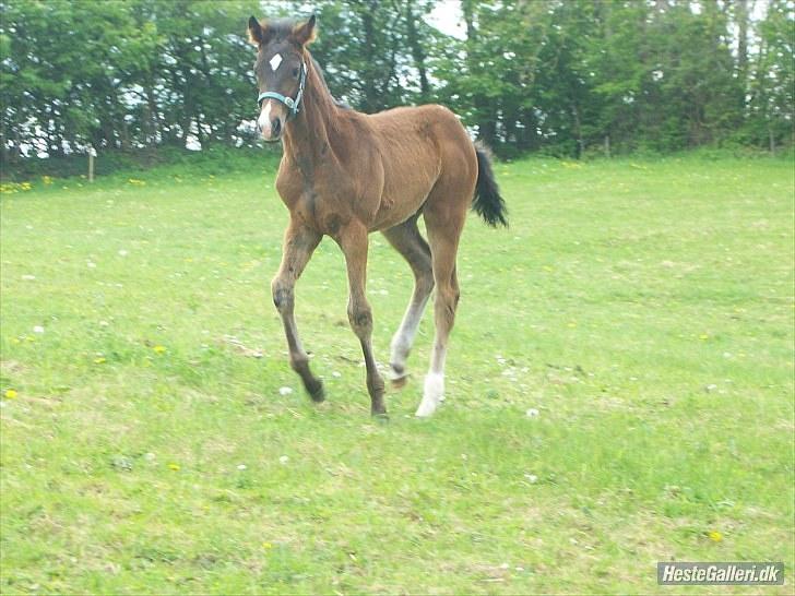 Dansk Varmblod Devino soglt billede 5