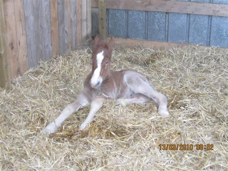 Schleswiger Enzo Toft - ja ja jeg står op nu billede 5