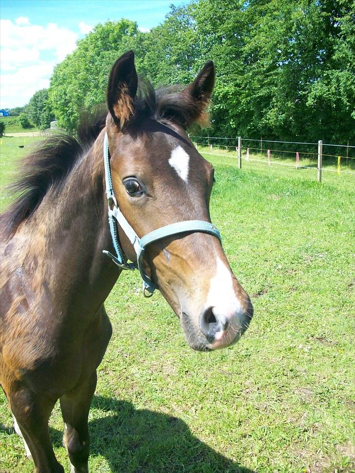 Dansk Varmblod Devino soglt billede 6