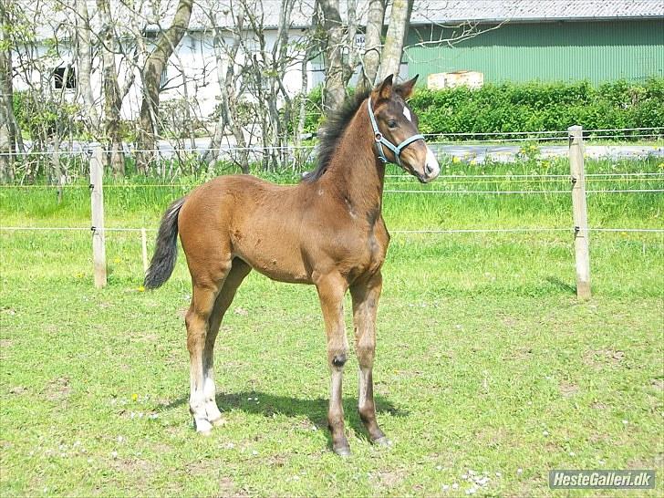 Dansk Varmblod Devino soglt billede 7