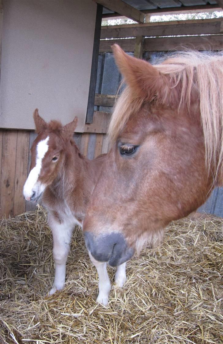 Schleswiger Enzo Toft - Mor og søn billede 6