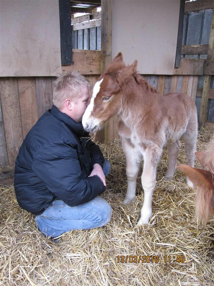 Schleswiger Enzo Toft - jeg vil altså gerne nusse, vil du??? billede 7