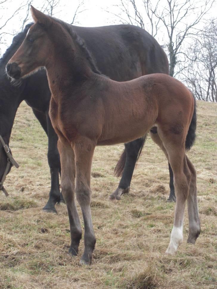 Dansk Varmblod Devino soglt billede 8