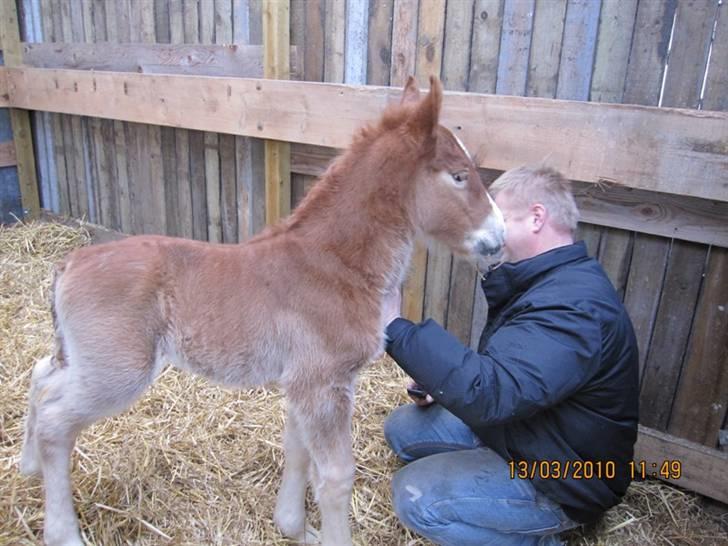 Schleswiger Enzo Toft - Please, jeg vil så gerne, kom nuuuu billede 8