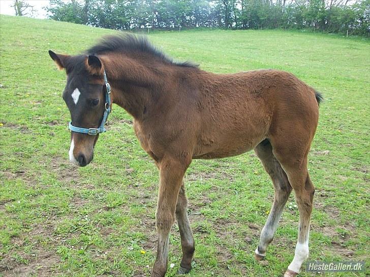 Dansk Varmblod Devino soglt billede 9