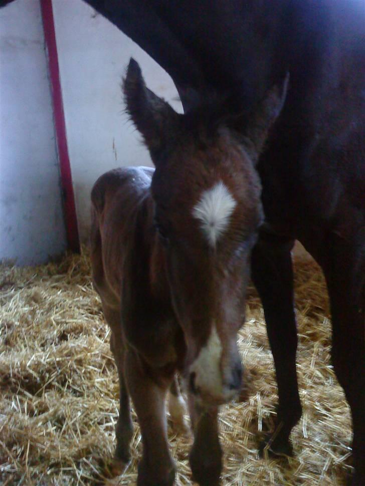 Dansk Varmblod Devino soglt billede 10