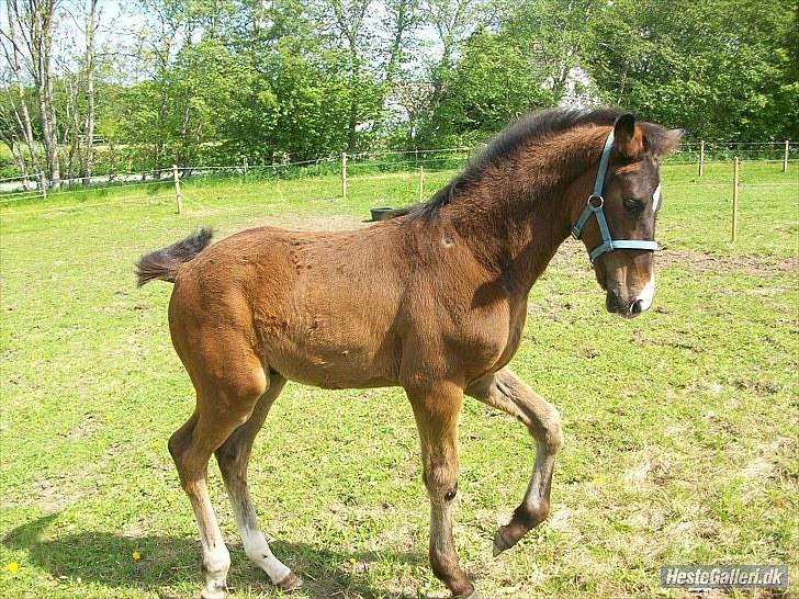 Dansk Varmblod Devino soglt billede 11