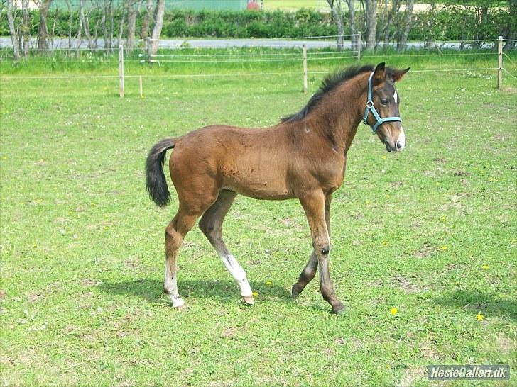 Dansk Varmblod Devino soglt billede 12