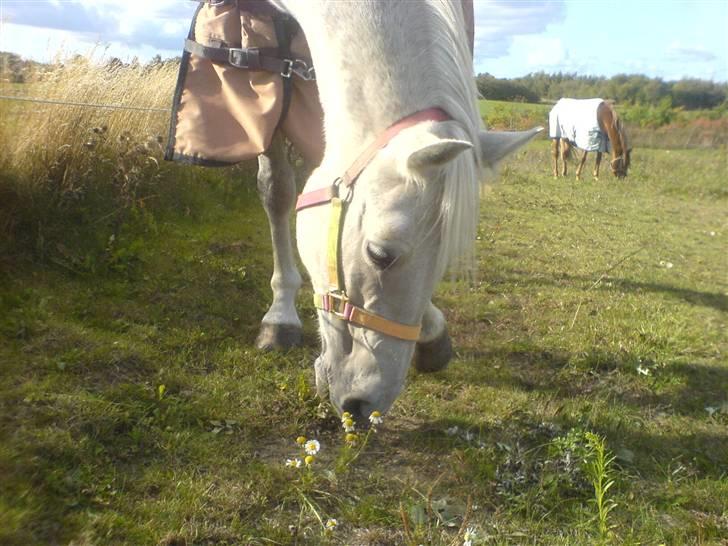 Anden særlig race Lafajet billede 16
