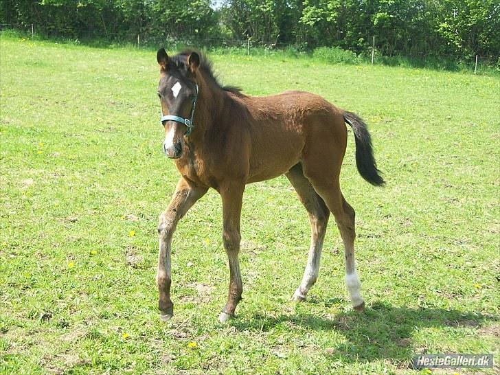 Dansk Varmblod Devino soglt billede 13