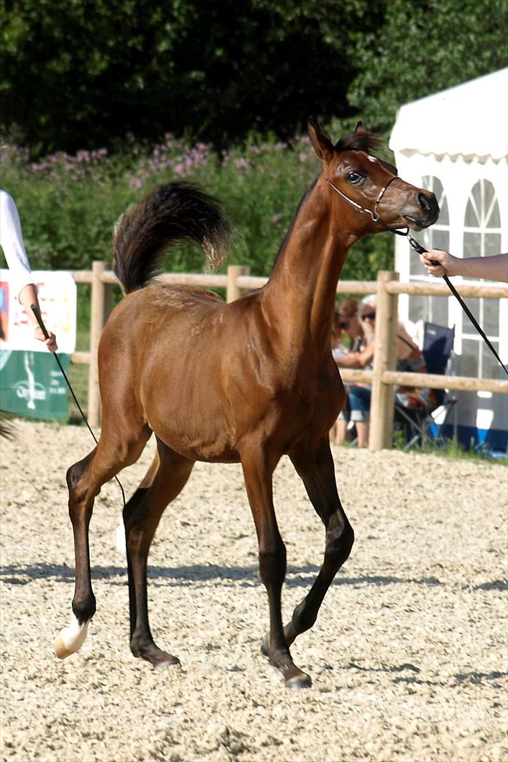 Arabisk fuldblod (OX) MMJ´s Masseh ibn Envision R.I.P. billede 9