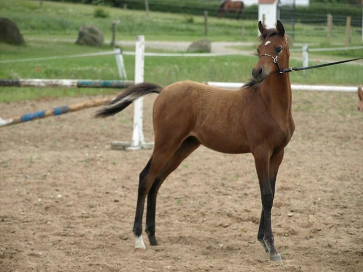 Arabisk fuldblod (OX) MMJ´s Masseh ibn Envision R.I.P. billede 10