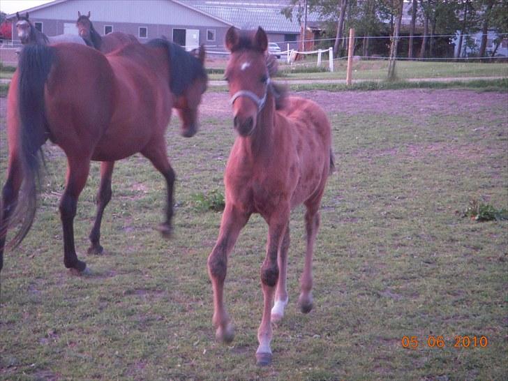Arabisk fuldblod (OX) MMJ´s Masseh ibn Envision R.I.P. billede 11