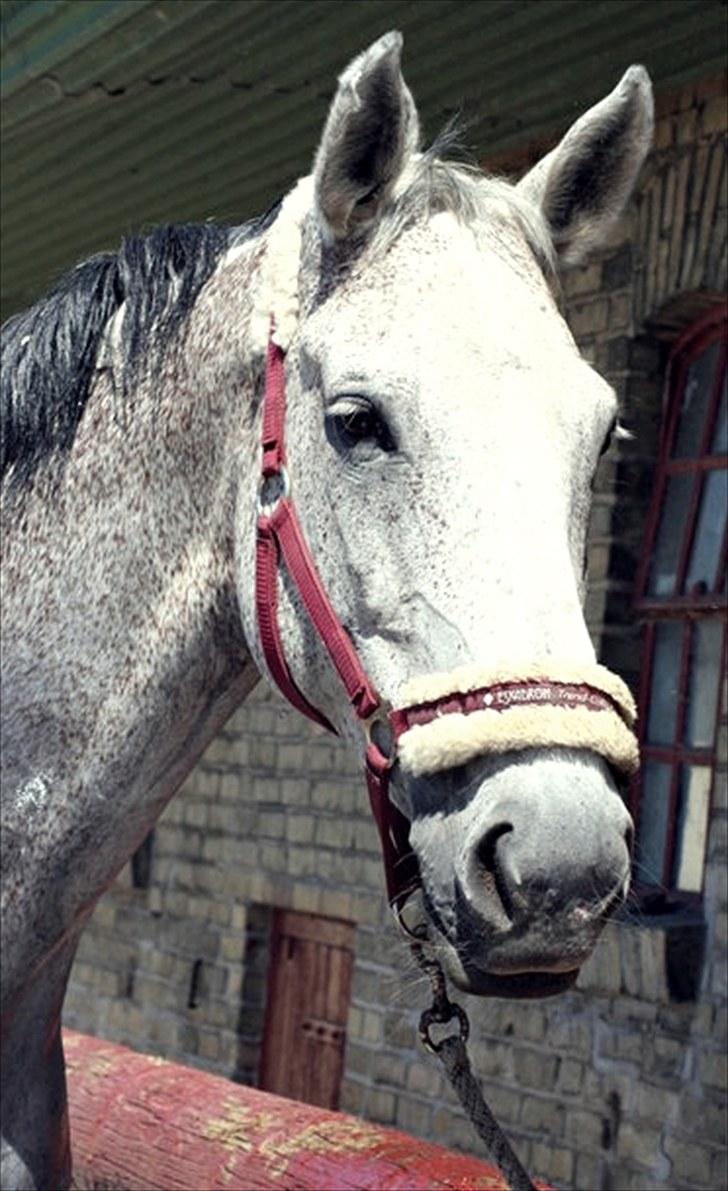 Holstener CORVARA 7  - Mie Thorup Poulsen ©  billede 14