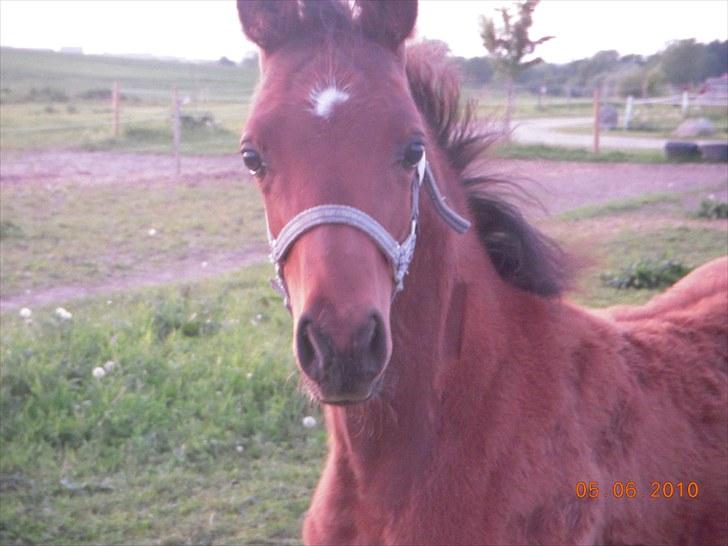 Arabisk fuldblod (OX) MMJ´s Masseh ibn Envision R.I.P. billede 12
