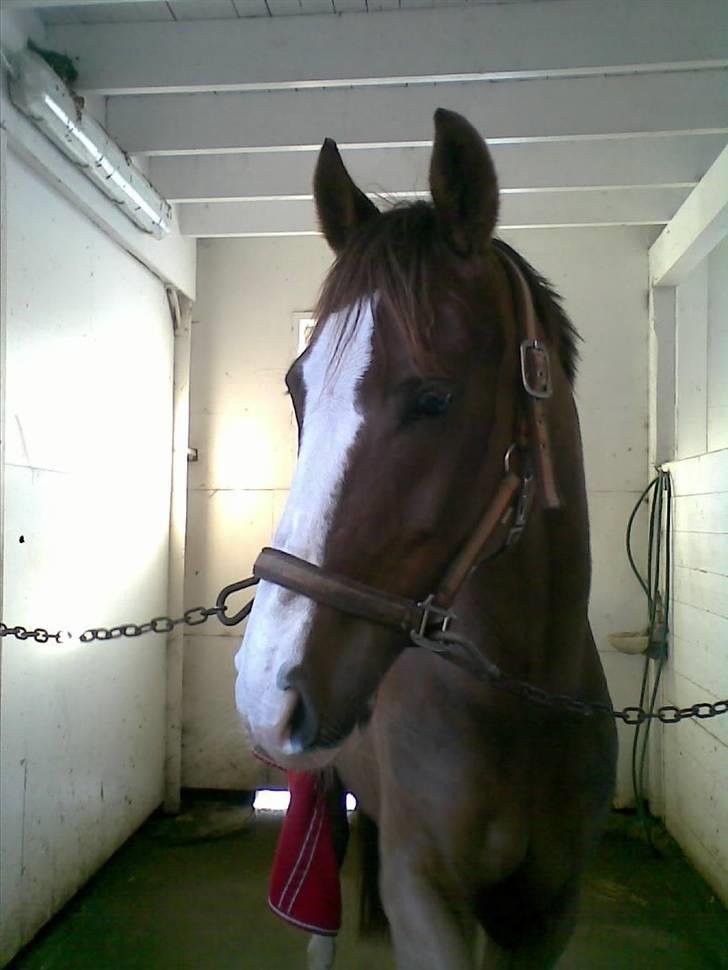 DSP Sejerø's Jackie TIDL PONY - Skatt, jeg elsker dig! (L) billede 6