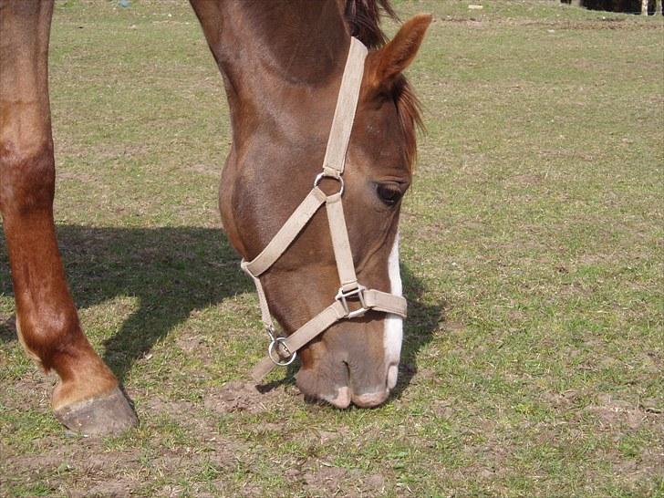 DSP Sejerø's Jackie TIDL PONY - årh muzz du var så smuk! <3  |FOTO: Sara Andersen| billede 7