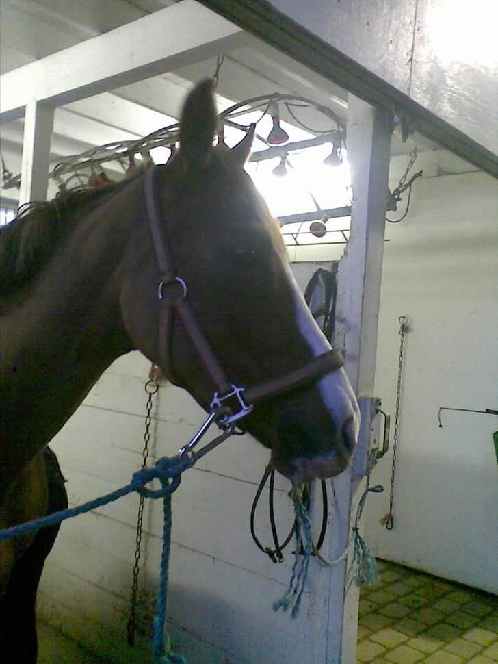 DSP Sejerø's Jackie TIDL PONY - your my sunshine! billede 8