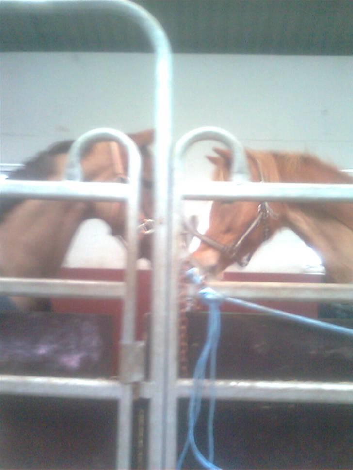 DSP Sejerø's Jackie TIDL PONY - lige da du kom,,,skulle lige hilse på de nye "friends" billede 9