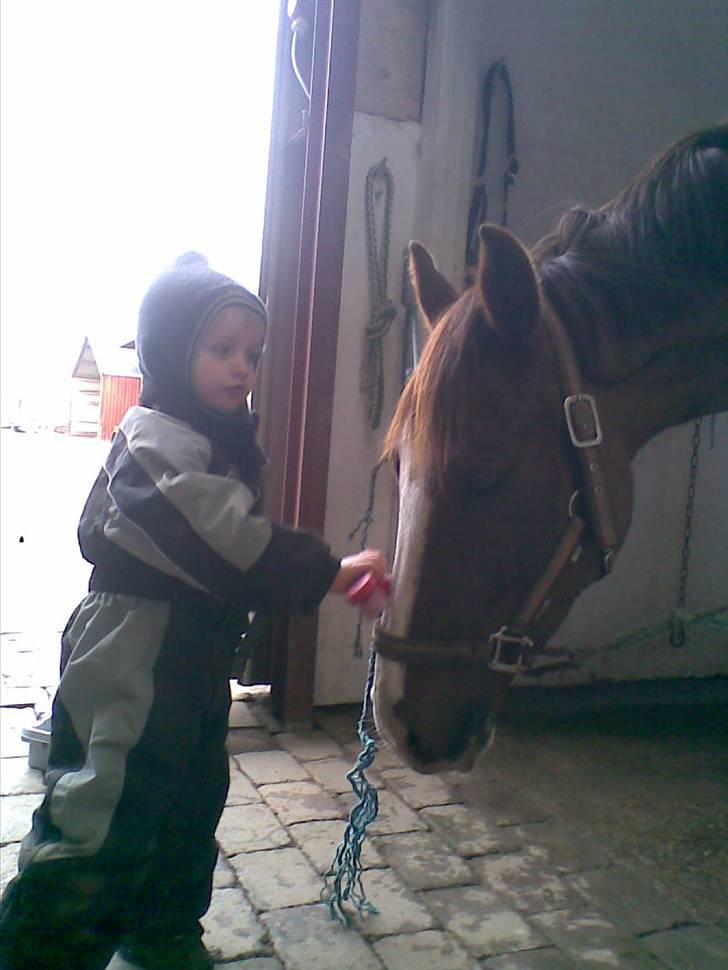 DSP Sejerø's Jackie TIDL PONY - Jackie´s nye bedste ven <3 (Min lillebror Magnus). billede 11