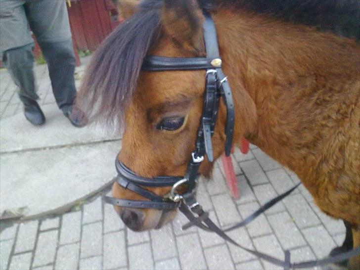 Shetlænder Spivrit<3 - 9)nuttet billede 9