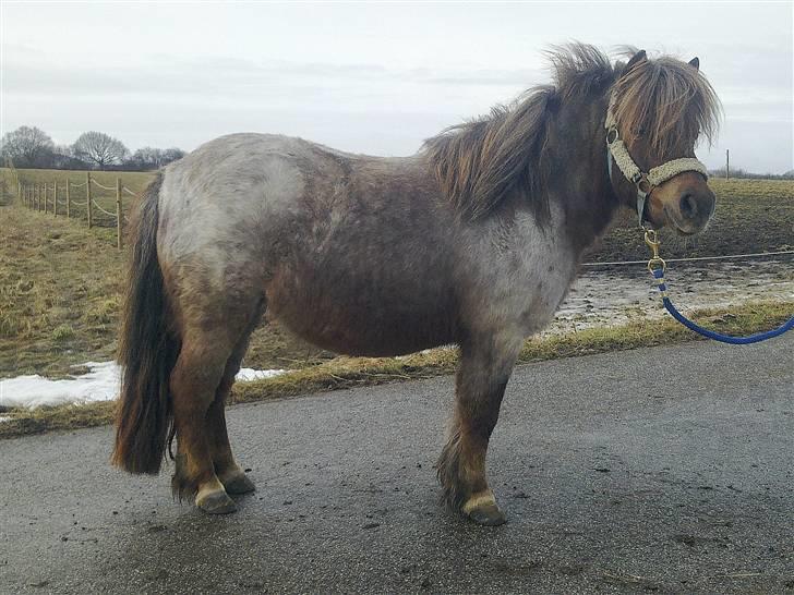 Anden særlig race Misty - Marts 2010 billede 12