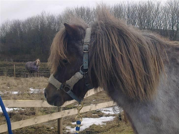 Anden særlig race Misty billede 13