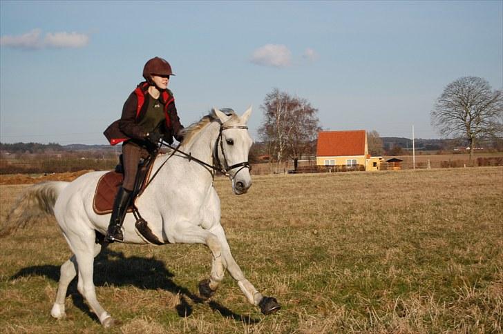 Hannoveraner Ferrari - #7 billede 7