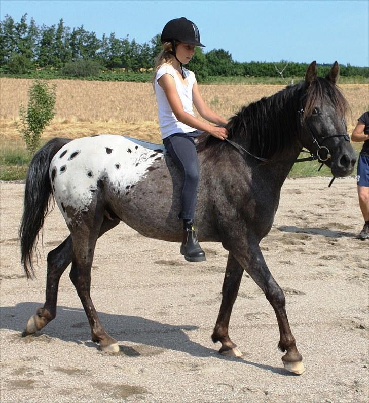 Anden særlig race Show-time (solgt) billede 1