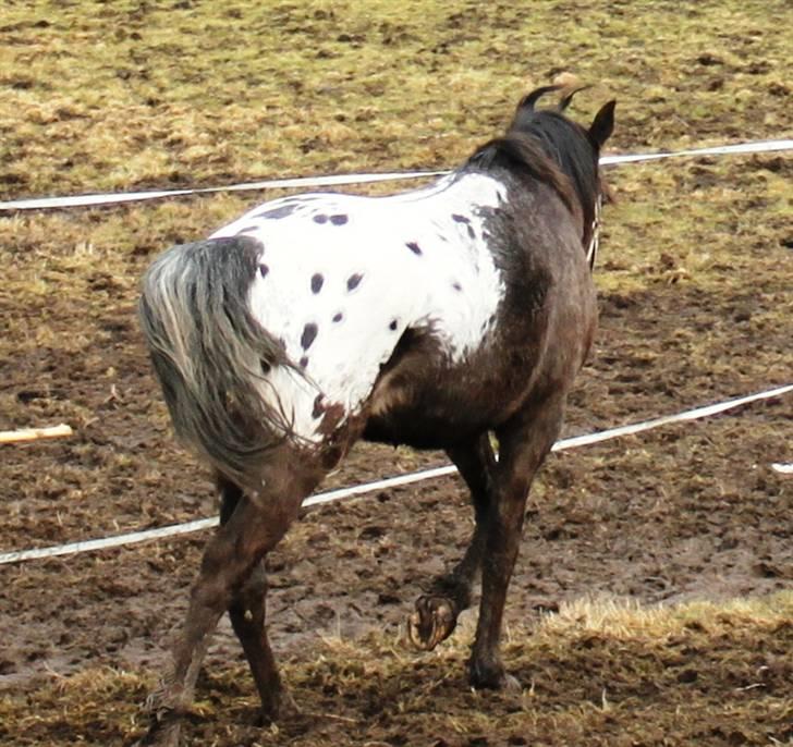 Anden særlig race Show-time (solgt) billede 2