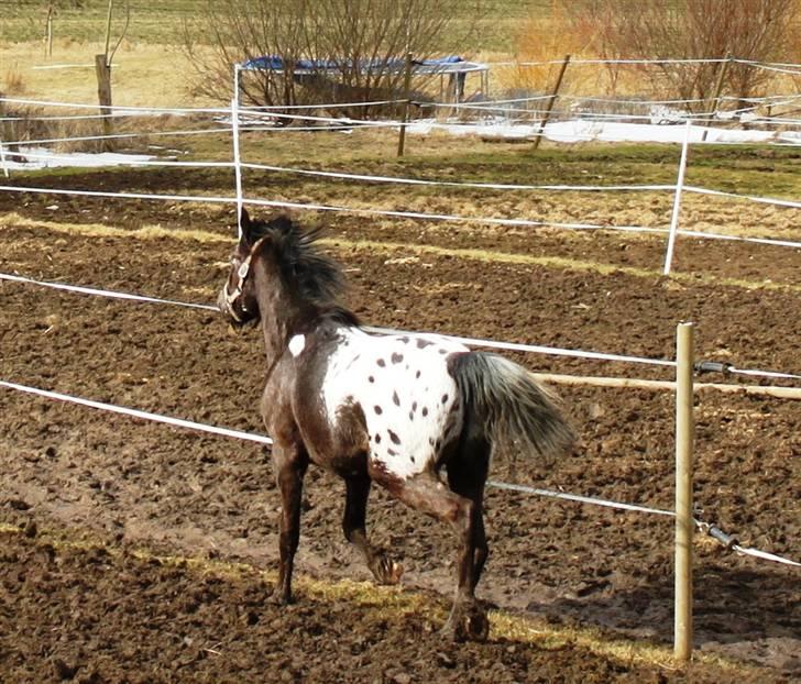 Anden særlig race Show-time (solgt) billede 3