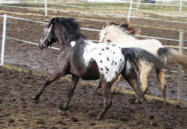 Anden særlig race Show-time (solgt) billede 4