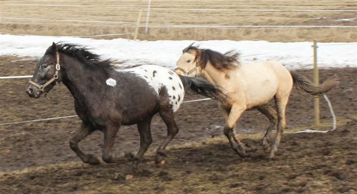 Anden særlig race Show-time (solgt) billede 5