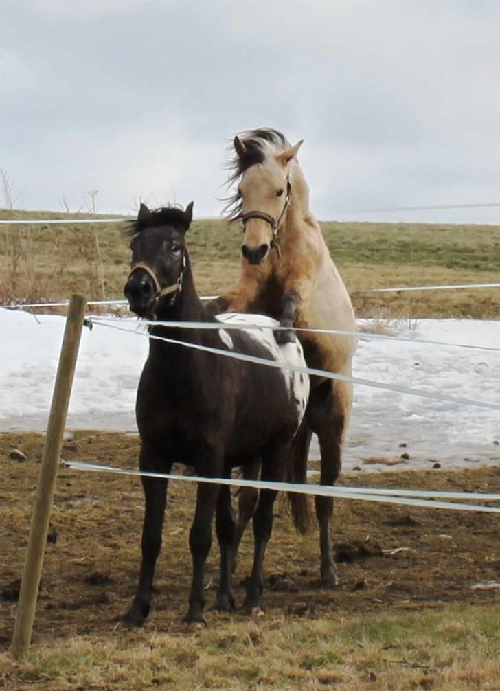 Anden særlig race Show-time (solgt) billede 6