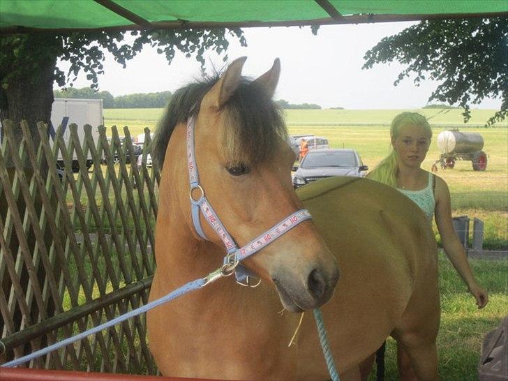 Anden særlig race Albert - Foto: Cille Louise Edelvang
Bregentved dyreskue 2010 billede 13
