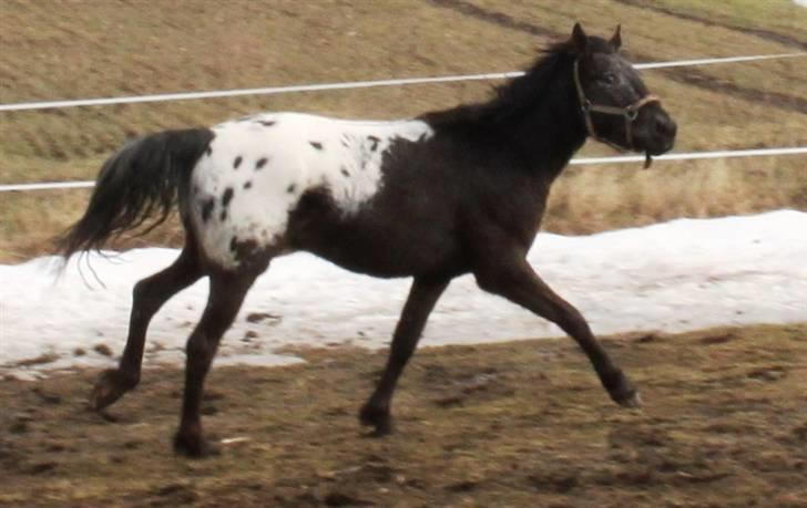 Anden særlig race Show-time (solgt) billede 7